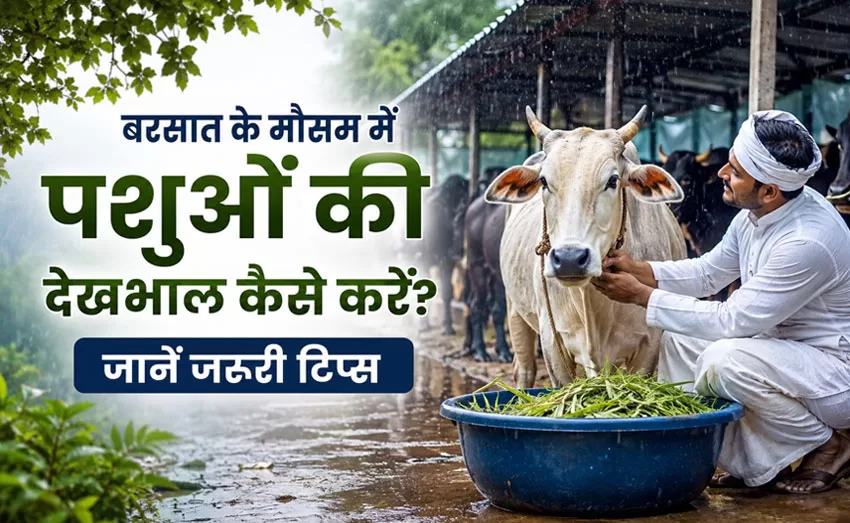 बरसात के मौसम में पशुओं की देखभाल कैसे करें? बरसात के मौसम में पशुओं की देखभाल कैसे करें?