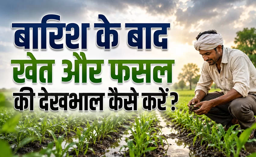बारिश के बाद खेत की देखभाल