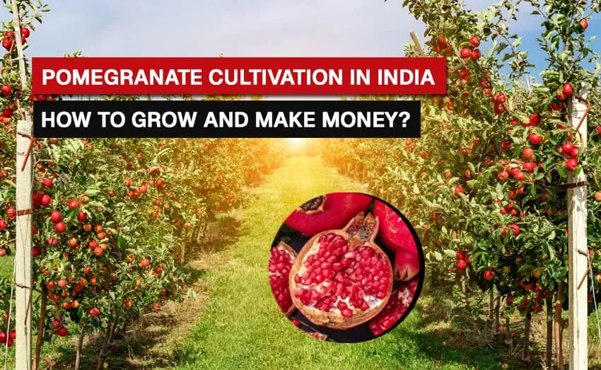 Pomegranate Cultivation in India: Profitable Fruit Farming Guide 2025
