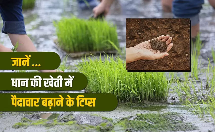 This organic fertiliser will boost paddy yields and profits