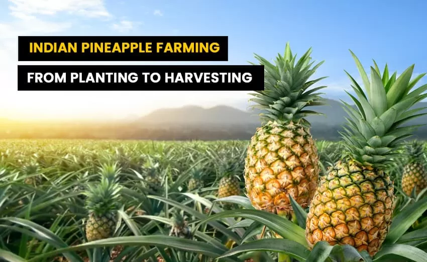 Indian Pineapple Farming: From Planting to Picking