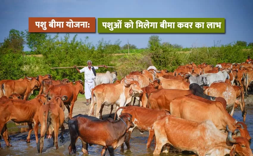 Animals receive insurance and benefits from the Animal Insurance Scheme