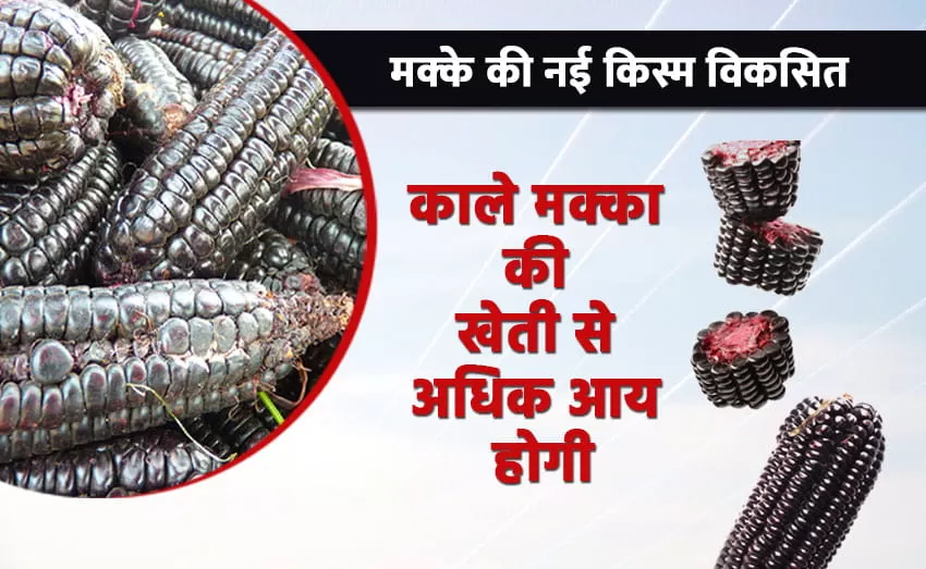 Cultivation black maize to boost earnings