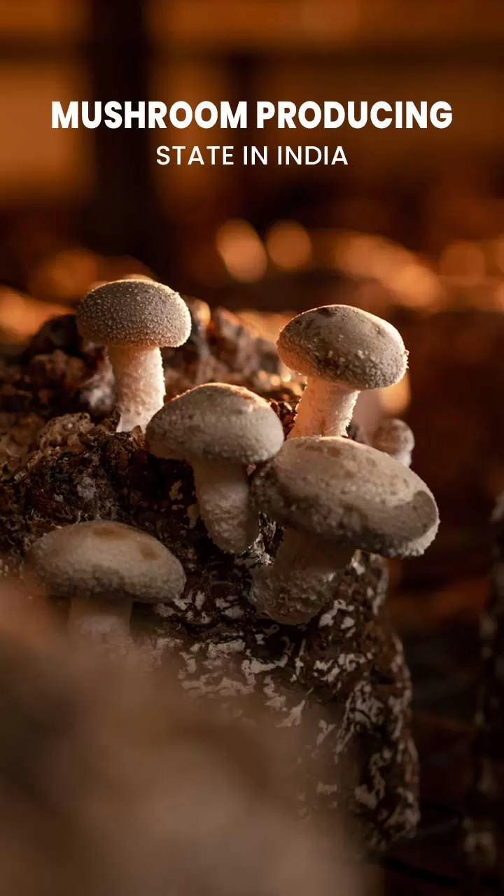 Mushroom Producing State in India